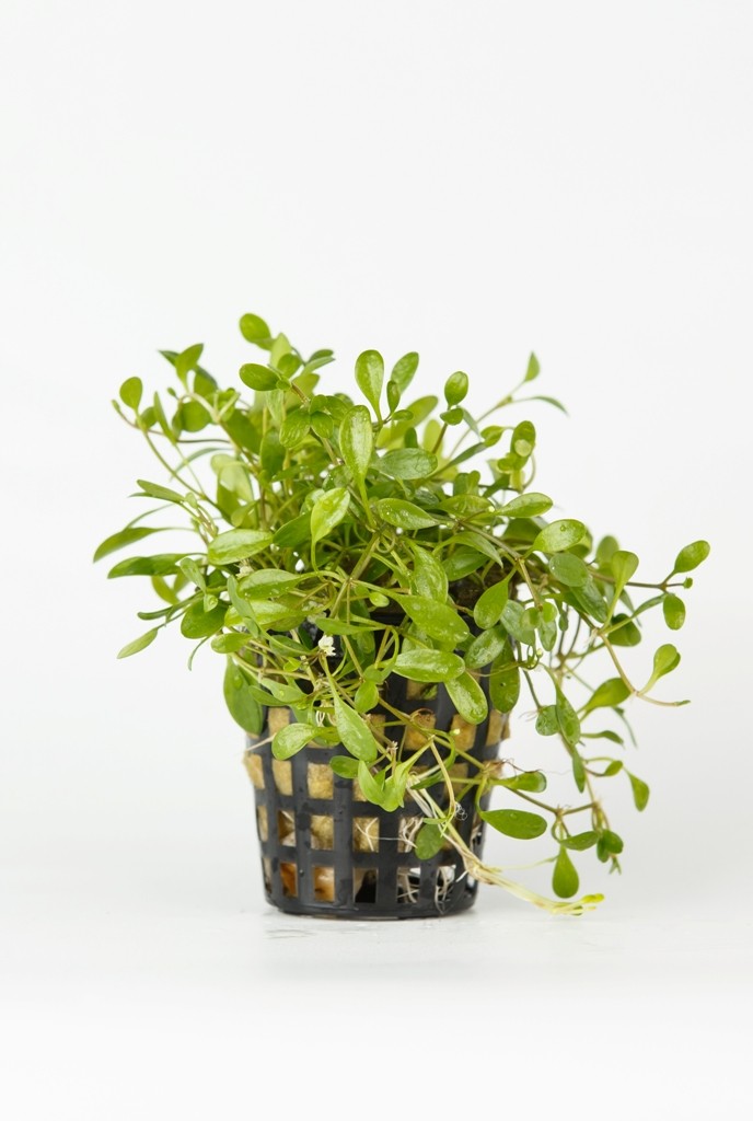 Glossostigma elatinoides