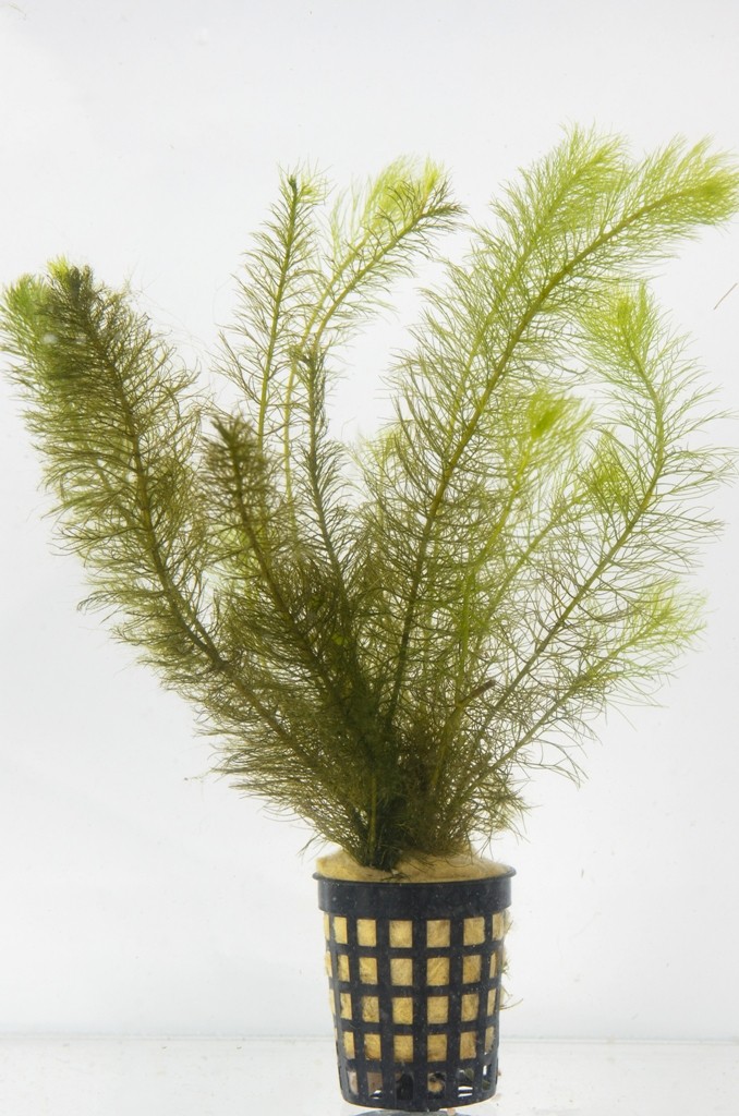 Myriophyllum hippuroides