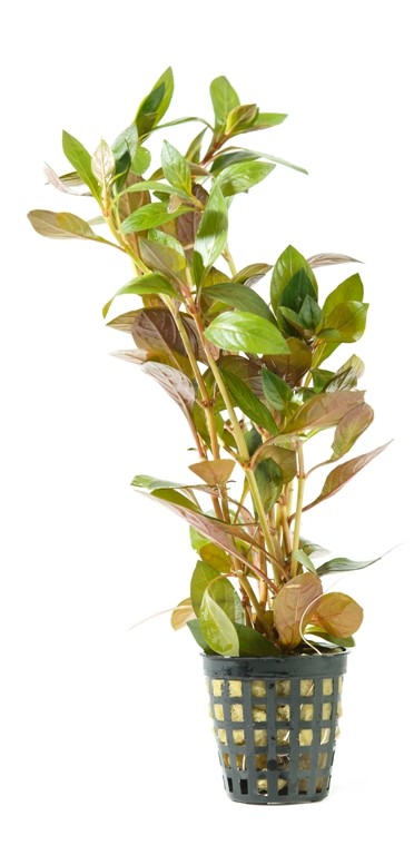 Ludwigia repens