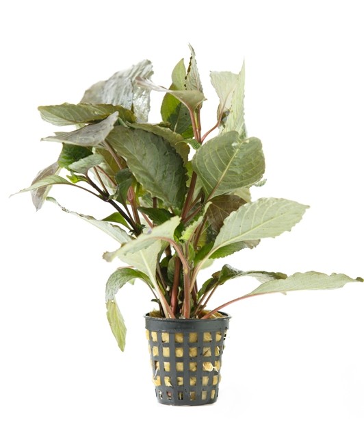 Hygrophila Cherry leaf