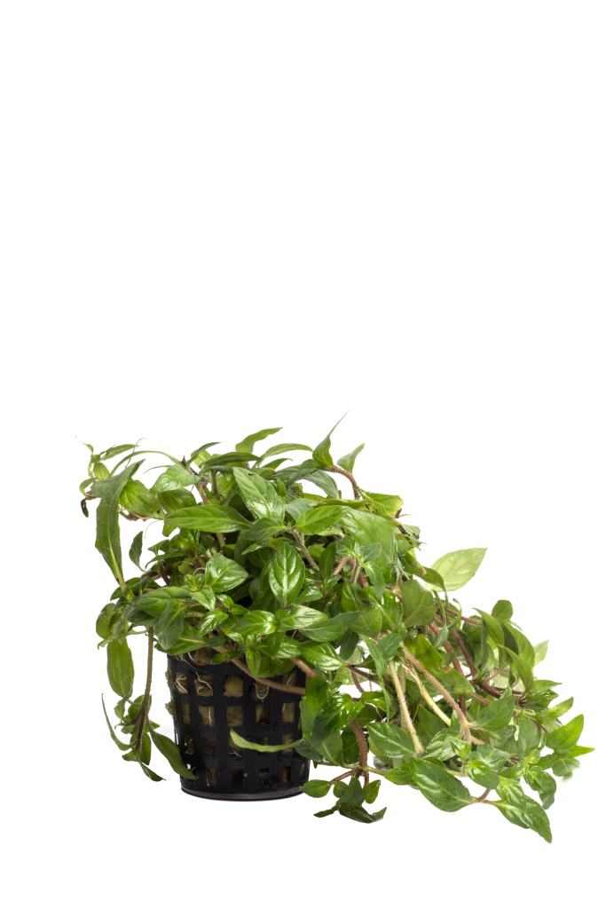 Staurogyne sp. 'Porto velho'