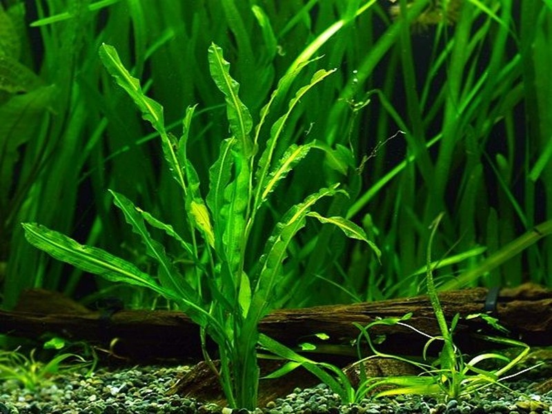 Potamogeton malaianus